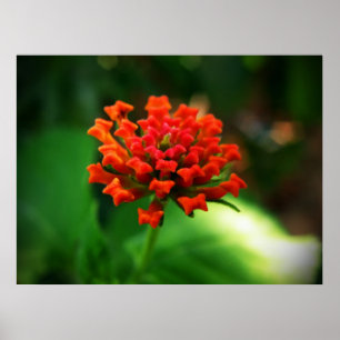 Lantana Poster