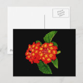 Lantana Postkarte (Vorne/Hinten)
