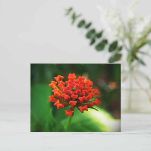 Lantana Postkarte (Stehend Vorderseite)