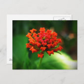 Lantana Postkarte (Vorne/Hinten)