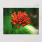 Lantana Postkarte (Vorderseite)
