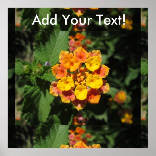 Lantana-Wüste-Blume Poster (Vorne)