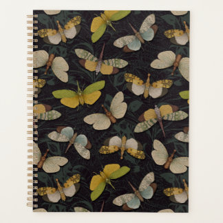 Lanternflies - Pyrops Candelaria und andere Planth Planer