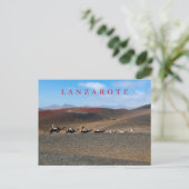Lanzarote Kamele auf Postkarte (Stehend Vorderseite)