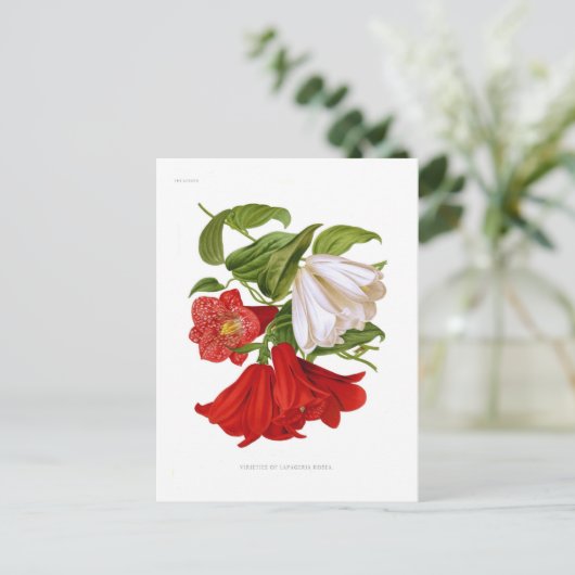 Lapageria rosea (chilenische Blume) Postkarte (Stehend Vorderseite)