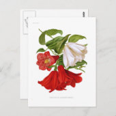 Lapageria rosea (chilenische Blume) Postkarte (Vorne/Hinten)