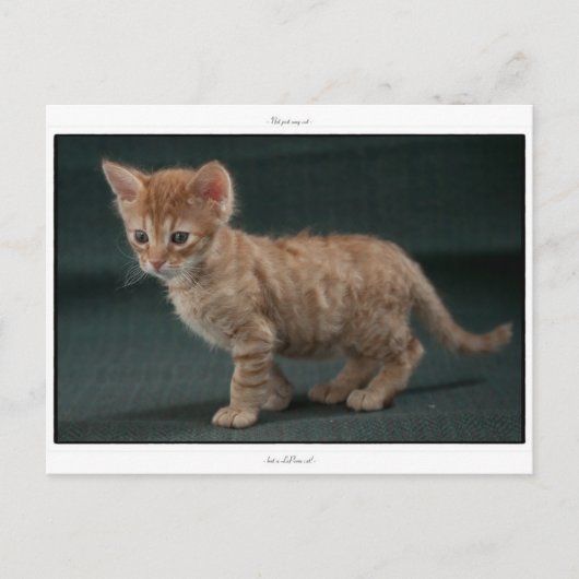 LaPerm kitten , 6 Wochen alt Postkarte (Vorderseite)