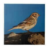 Lapland Longspur auf einem sonnenbeleuchteten Log Fliese (Vorderseite)