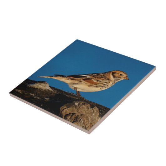 Lapland Longspur auf einem sonnenbeleuchteten Log Fliese (Seite)
