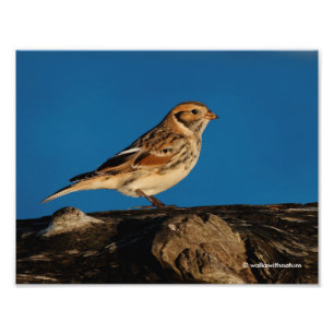 Lapland Longspur auf einem sonnenbeleuchteten Log Fotodruck