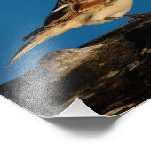 Lapland Longspur auf einem sonnenbeleuchteten Log Fotodruck (Ecke)