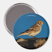 Lapland Longspur auf einem sonnenbeleuchteten Log Magnet (Vorderseite/Rückseite)