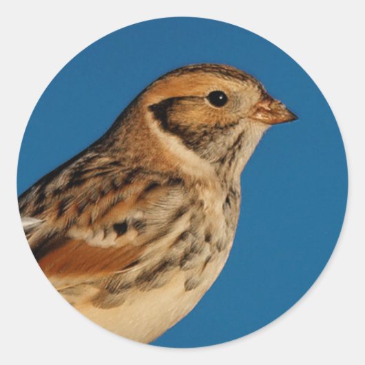 Lapland Longspur auf einem sonnenbeleuchteten Log Runder Aufkleber (Vorderseite)