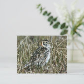 Lapland Longspur Postkarte (Stehend Vorderseite)