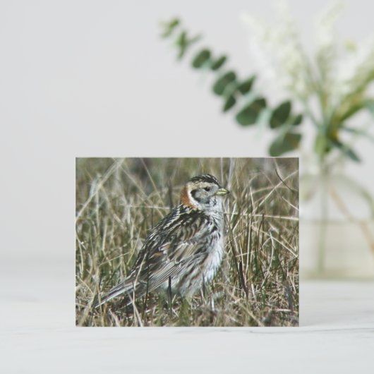 Lapland Longspur Postkarte (Stehend Vorderseite)