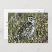 Lapland Longspur Postkarte (Vorne/Hinten)