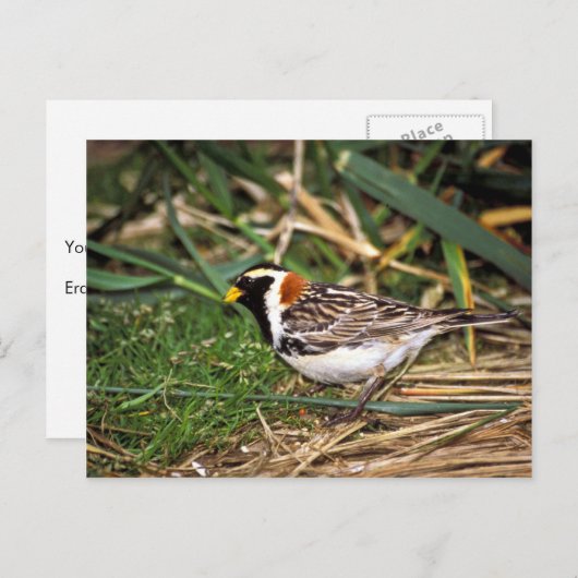 Lapland Longspur Postkarte (Vorne/Hinten)