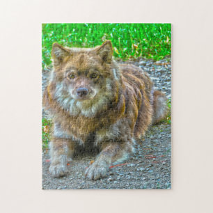 Lapphund Hund. Puzzle
