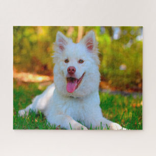 Lapphund Hund. Puzzle