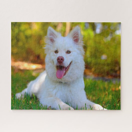Lapphund Hund. Puzzle (Horizontal)