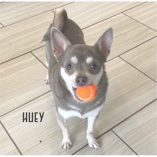 Laptop Huey Aufkleber (Vorderseite)