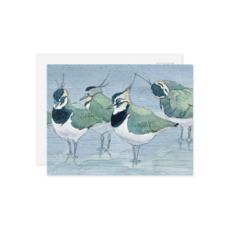 Lapwing Bird Lover Wildlife Watercolor Postkarte