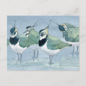 Lapwing Bird Lover Wildlife Watercolor Postkarte (Vorderseite)