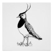 Lapwing Monochrome Print Poster (Vorderseite)