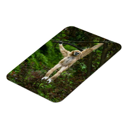 Lar Gibbon, der vom Baum hängt Magnet (Linke Seite)