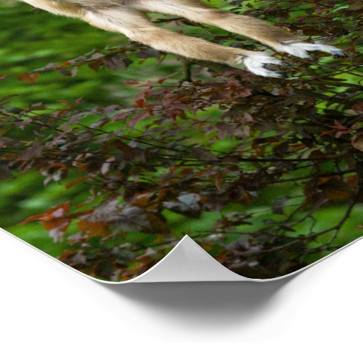 Lar Gibbon, der vom Baum hängt Poster (Ecke)