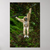 Lar Gibbon, der vom Baum hängt Poster (Vorne)