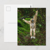 Lar Gibbon hängt vom Baumposter Postkarte (Vorne/Hinten)