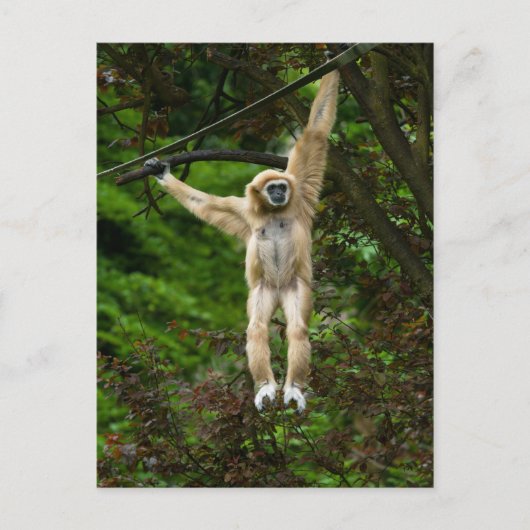 Lar Gibbon hängt vom Baumposter Postkarte (Vorderseite)