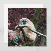 Lar Gibbon's Scarlet Retreat (Vorne/Hinten)