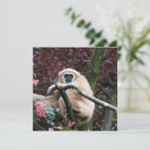 Lar Gibbon's Scarlet Retreat (Stehend Vorderseite)