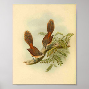 Larat-Fantailschnäpper Roter Vogel Vintage-Druck Poster
