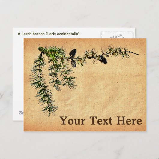 Larch Branch Postkarte (Vorne/Hinten)