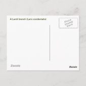 Larch Branch Postkarte (Rückseite)