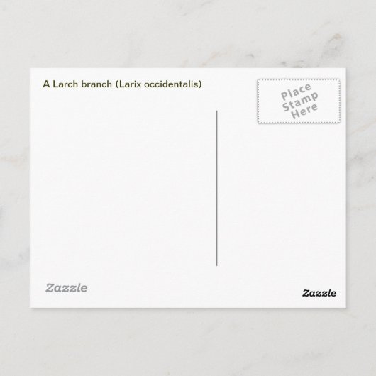 Larch Branch Postkarte (Rückseite)