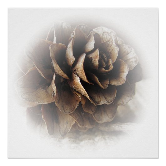 Larch Cone Poster (Vorderseite)