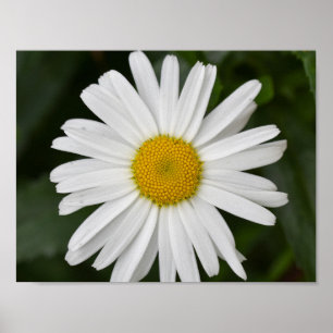 Large Daisy  Poster