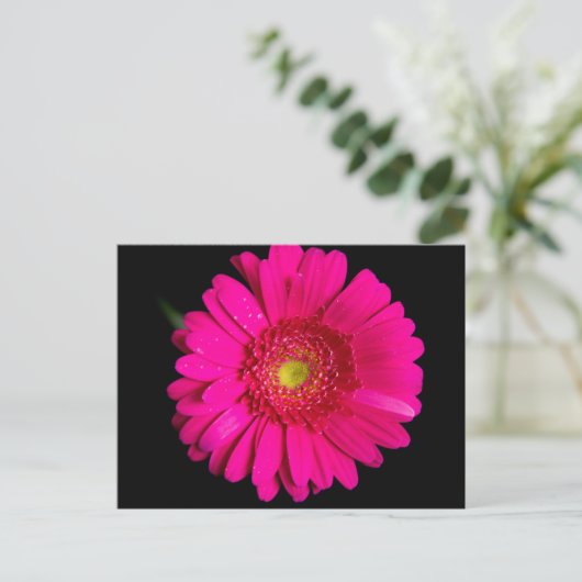 Large Pink Gerber Daisy Postkarte (Stehend Vorderseite)