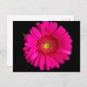 Large Pink Gerber Daisy Postkarte (Vorne/Hinten)