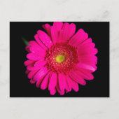 Large Pink Gerber Daisy Postkarte (Vorderseite)