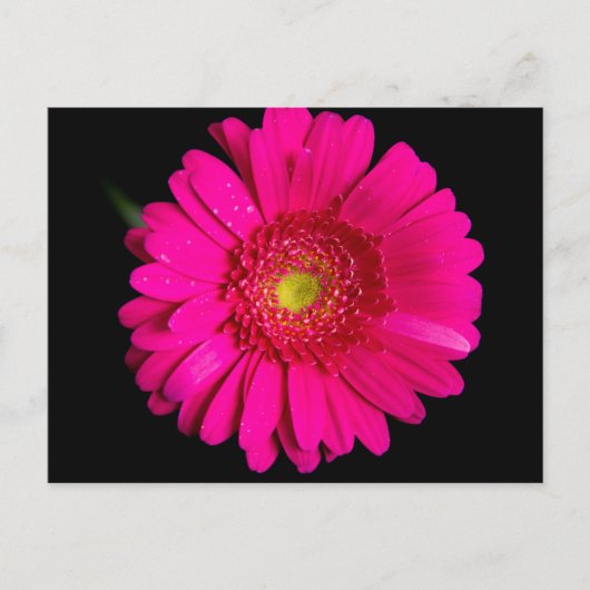 Large Pink Gerber Daisy Postkarte (Vorderseite)