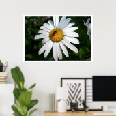 Large Shasta Daisy voll konfrontiert Poster (Heimbüro)