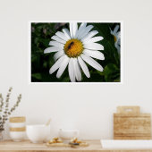 Large Shasta Daisy voll konfrontiert Poster (Küche)