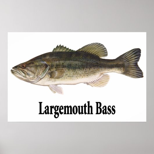 Largemouth Bass Poster (Vorne)