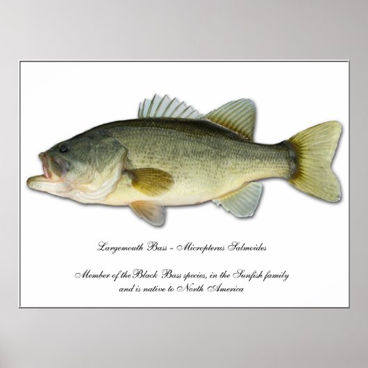 Largemouth Bass Poster (Vorne)