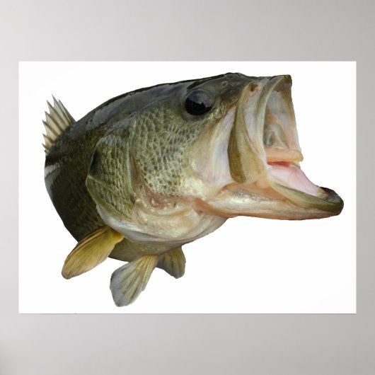 Largemouth-Bass Poster (Vorne)